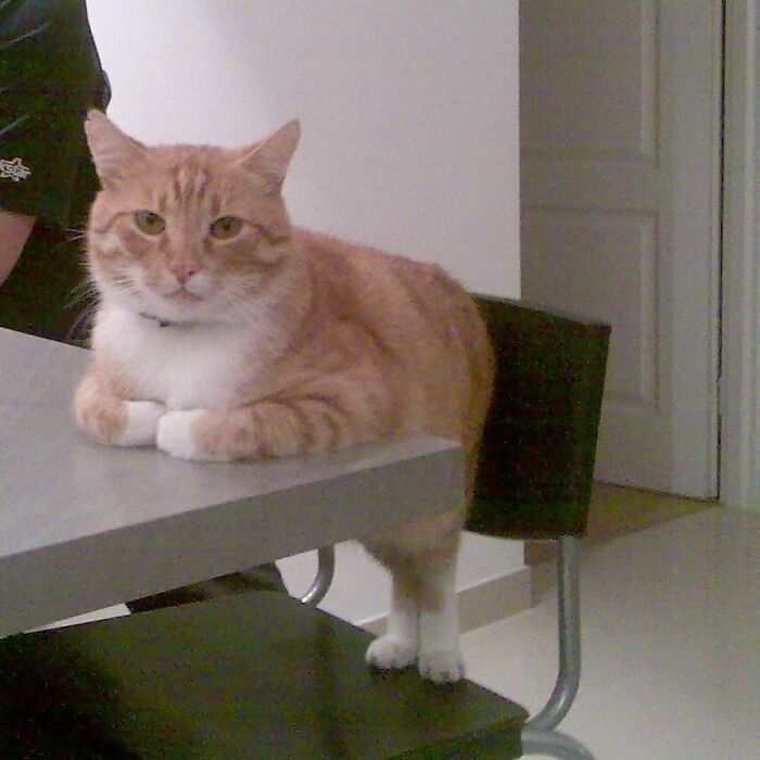 42 fotos de animais que são impossíveis de explicar 16