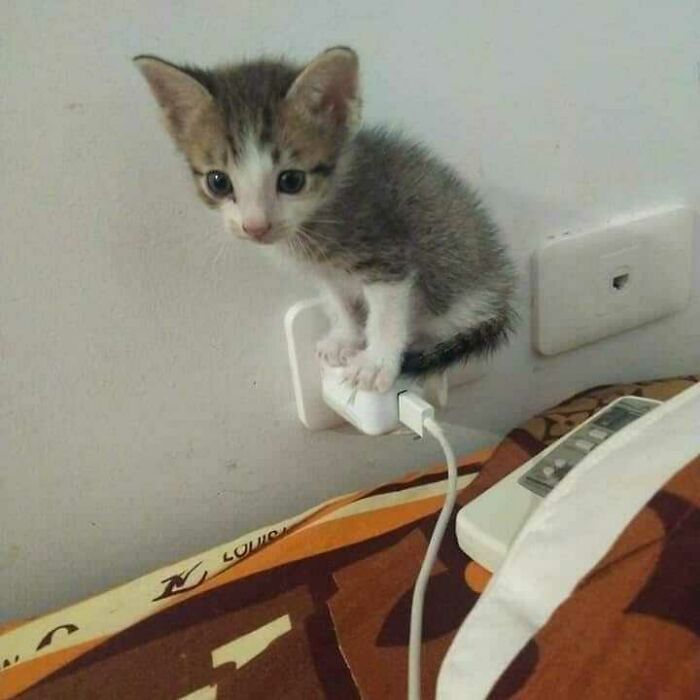 42 fotos de animais que são impossíveis de explicar 18