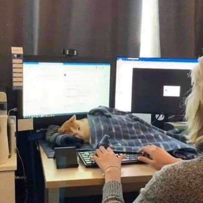 42 fotos de animais que são impossíveis de explicar 19