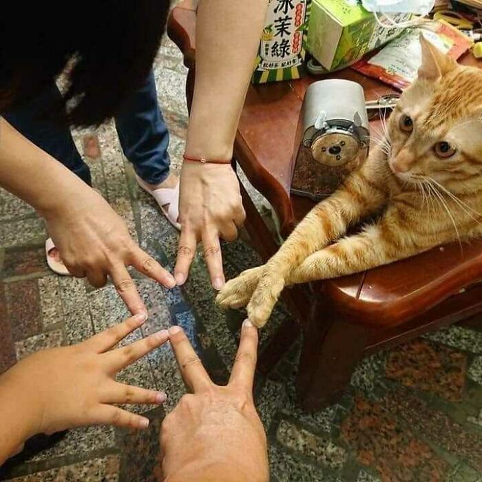 42 fotos de animais que são impossíveis de explicar 20