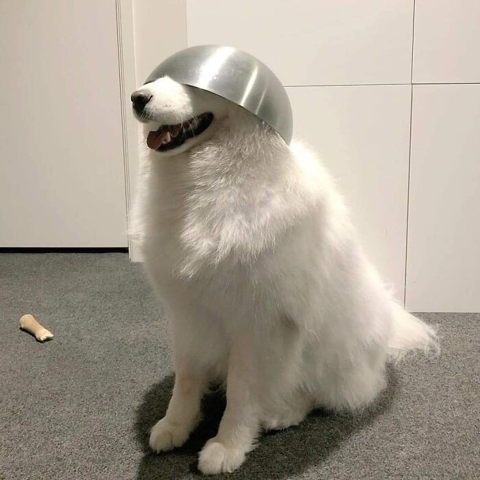 42 fotos de animais que são impossíveis de explicar 21