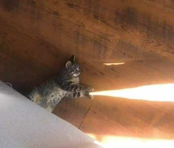 42 fotos de animais que são impossíveis de explicar 23