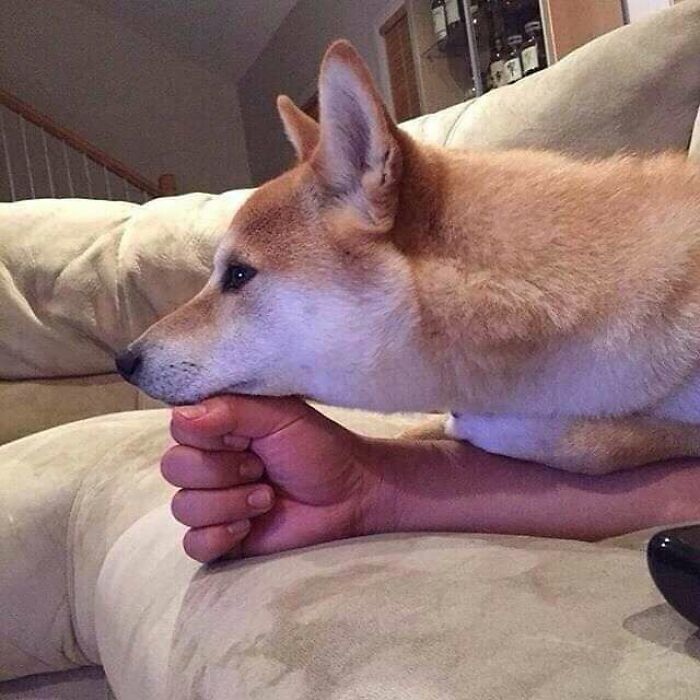 42 fotos de animais que são impossíveis de explicar 25