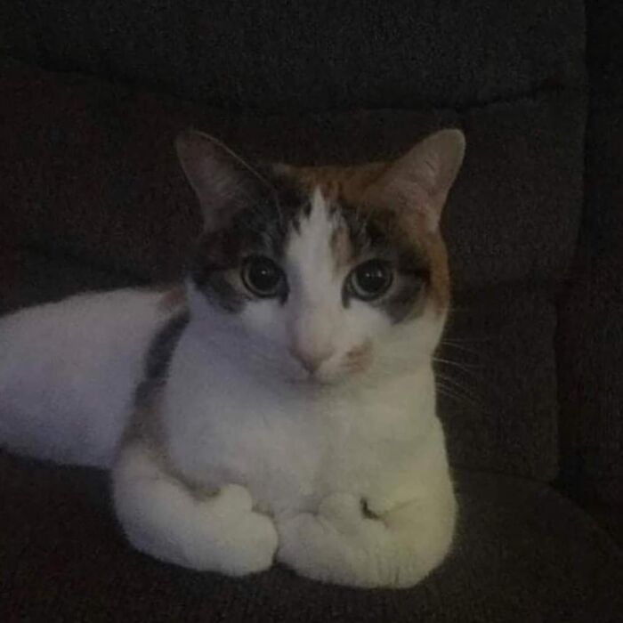 42 fotos de animais que são impossíveis de explicar 26