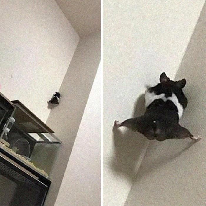 42 fotos de animais que são impossíveis de explicar 29