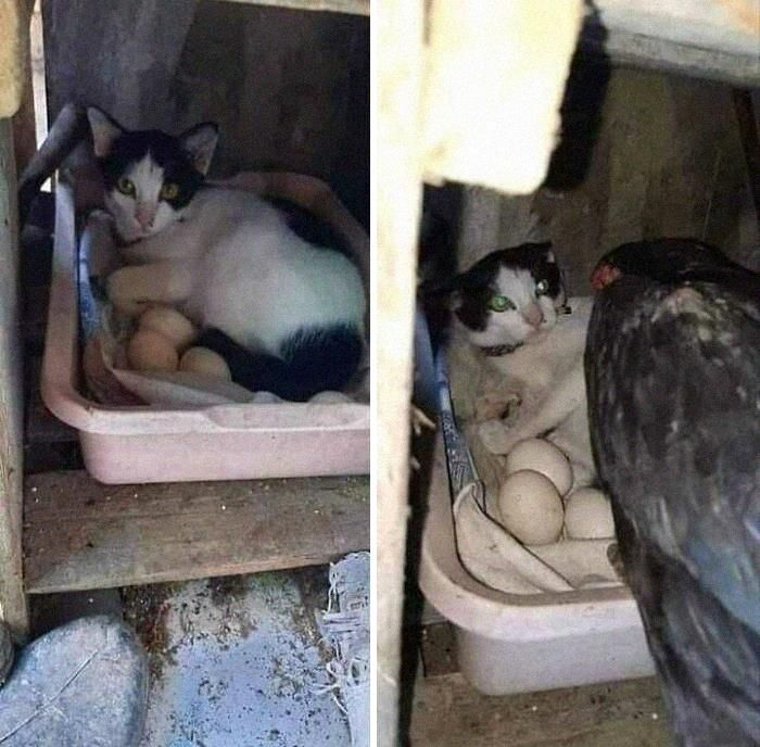 42 fotos de animais que são impossíveis de explicar 30