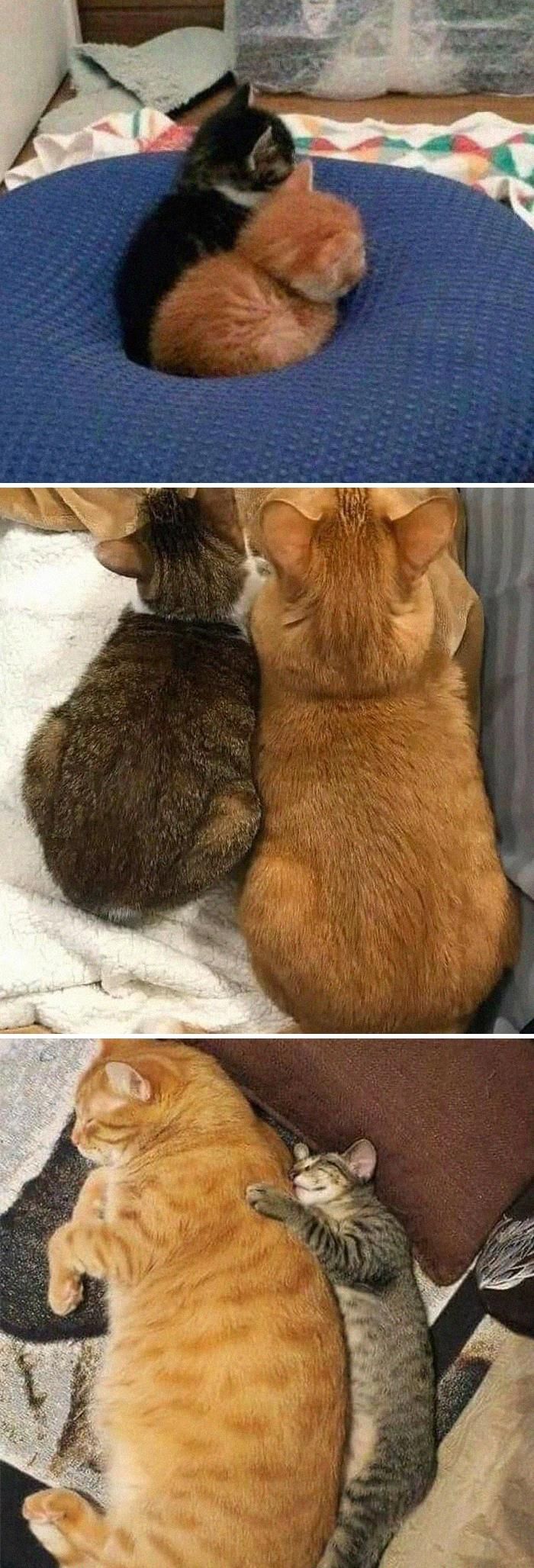 42 fotos de animais que são impossíveis de explicar 31