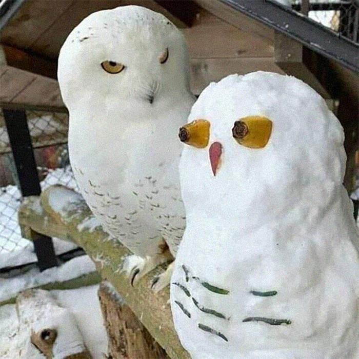 42 fotos de animais que são impossíveis de explicar 32