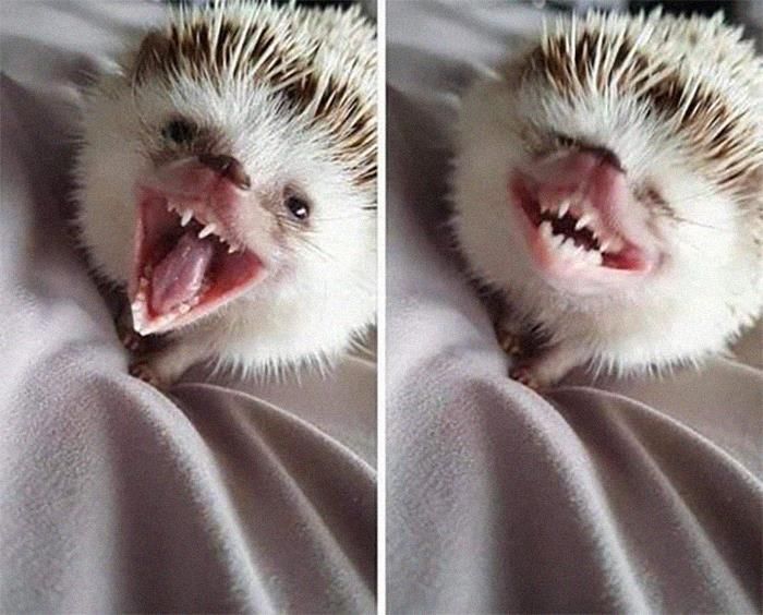 42 fotos de animais que são impossíveis de explicar 33