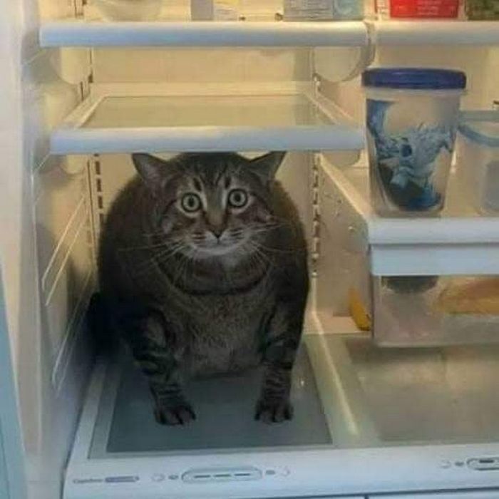 42 fotos de animais que são impossíveis de explicar 34