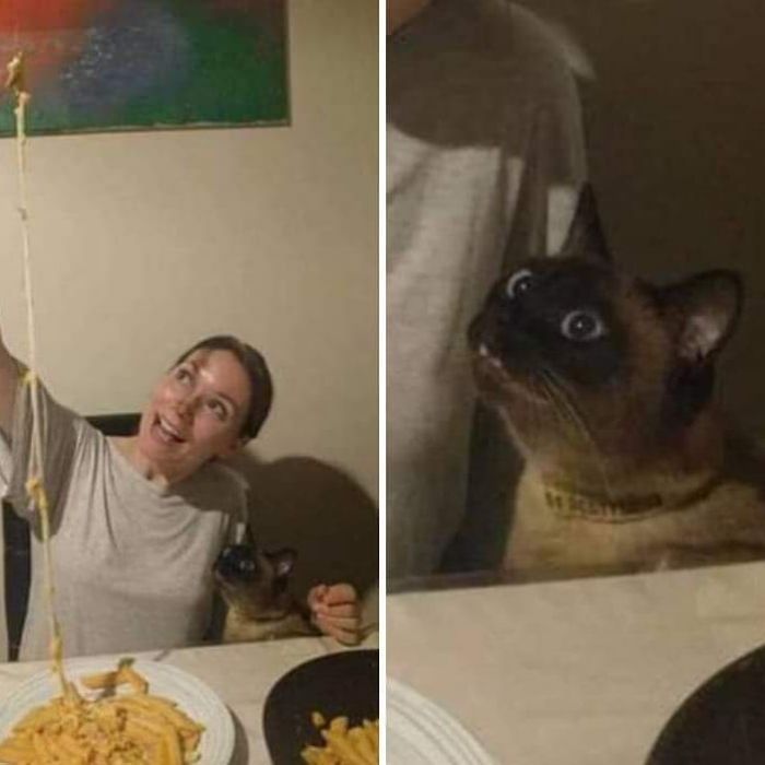 42 fotos de animais que são impossíveis de explicar 35