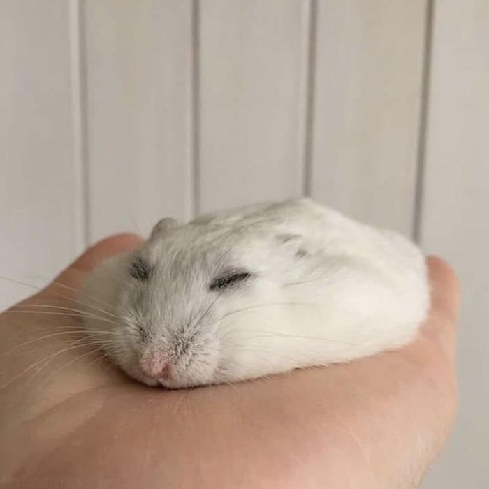 42 fotos de animais que são impossíveis de explicar 36