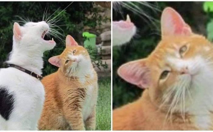 42 fotos de animais que são impossíveis de explicar 37