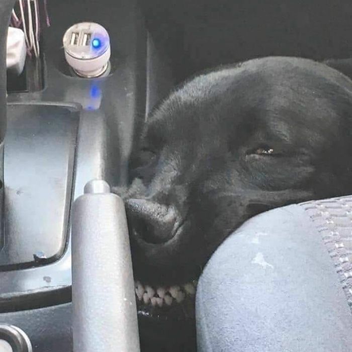 42 fotos de animais que são impossíveis de explicar 38