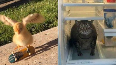 42 fotos de animais que são impossíveis de explicar 19