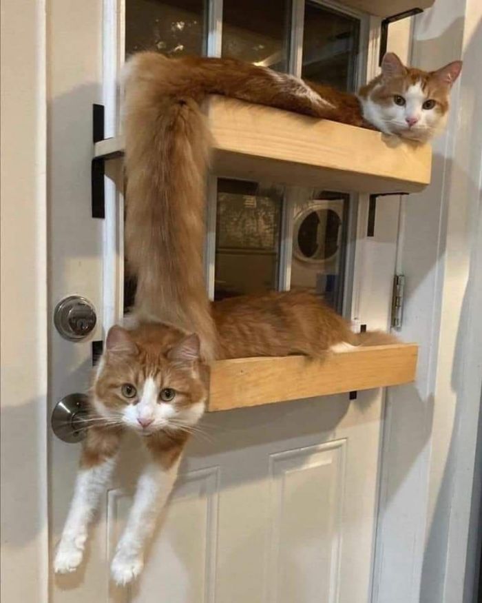 42 fotos de animais que são impossíveis de explicar 41