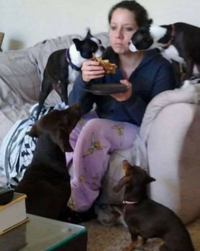 42 fotos de animais que são impossíveis de explicar 42