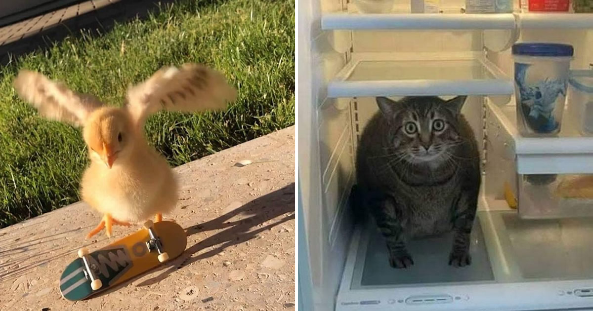 42 fotos de animais que são impossíveis de explicar