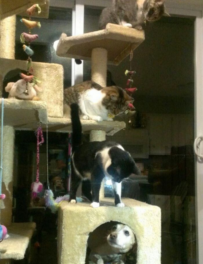 21 fotos mágicas que podem lançar um feitiço de riso em você 3