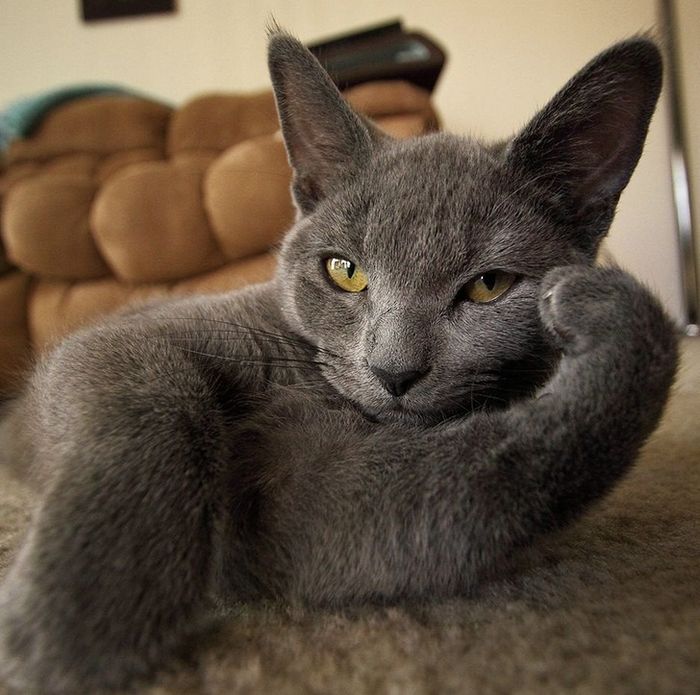 21 fotos mágicas que podem lançar um feitiço de riso em você 6