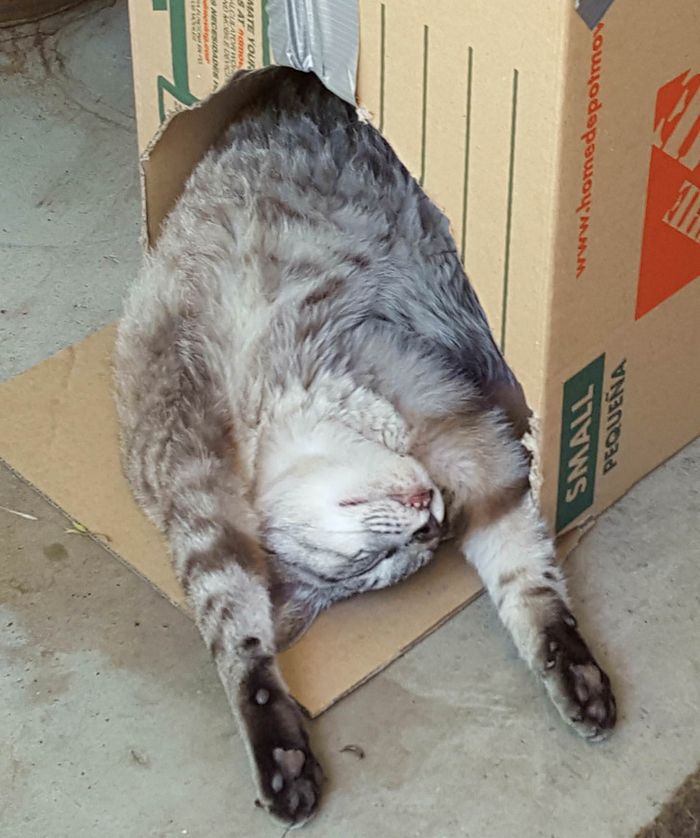 21 fotos mágicas que podem lançar um feitiço de riso em você 7