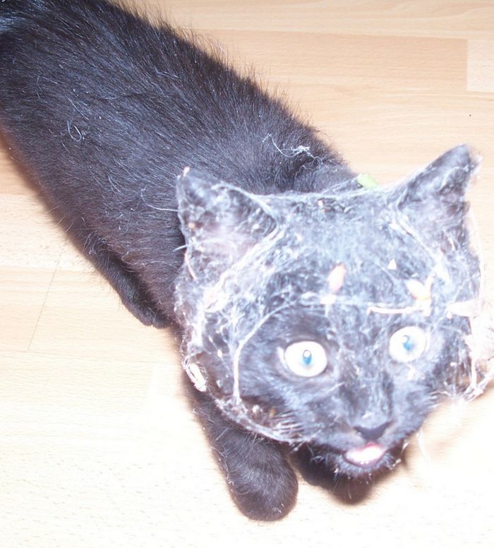 21 fotos mágicas que podem lançar um feitiço de riso em você 12