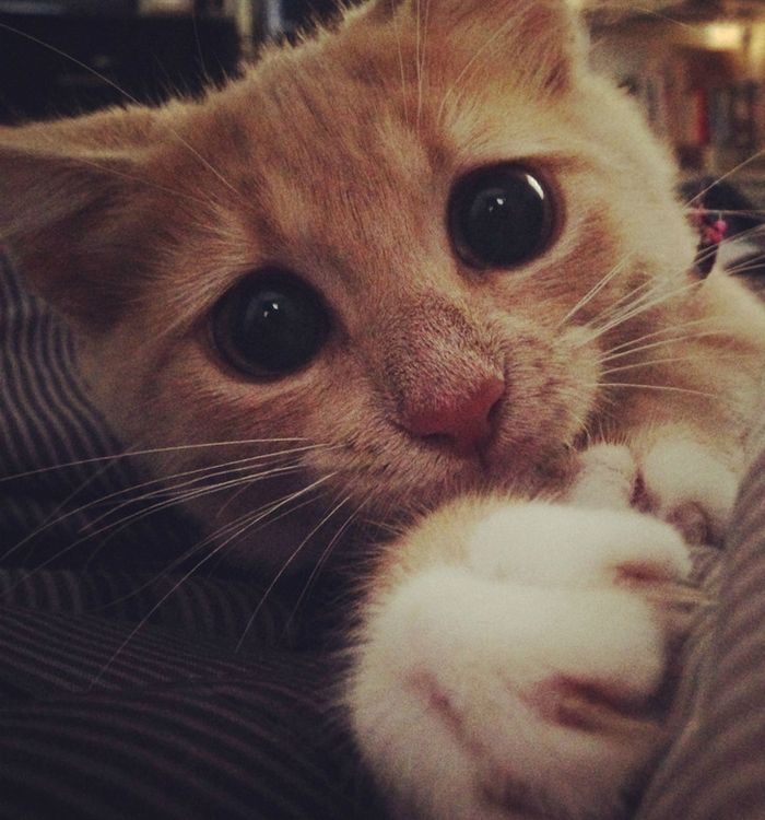 21 fotos mágicas que podem lançar um feitiço de riso em você 15