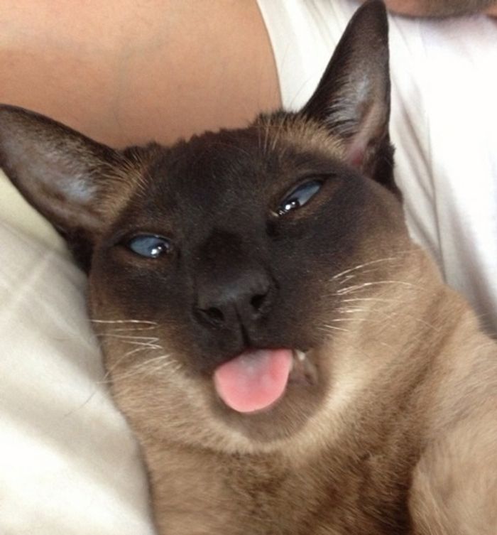 21 fotos mágicas que podem lançar um feitiço de riso em você 16