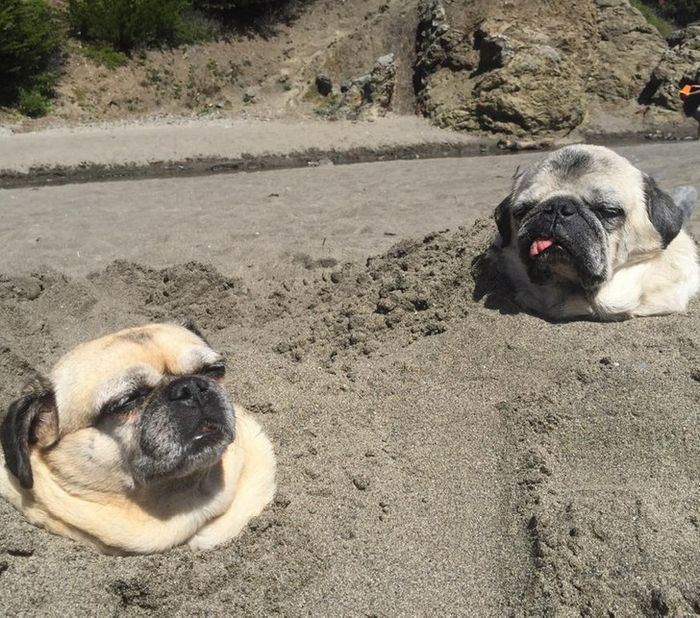 21 fotos mágicas que podem lançar um feitiço de riso em você 19