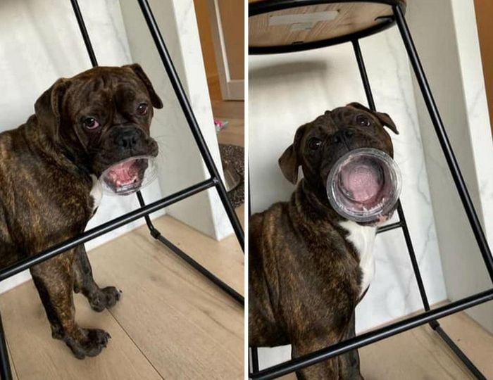 18 fotos que provam que os animais podem nunca crescer 1