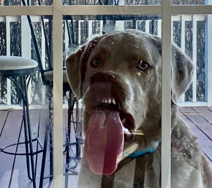 18 fotos que provam que os animais podem nunca crescer 2