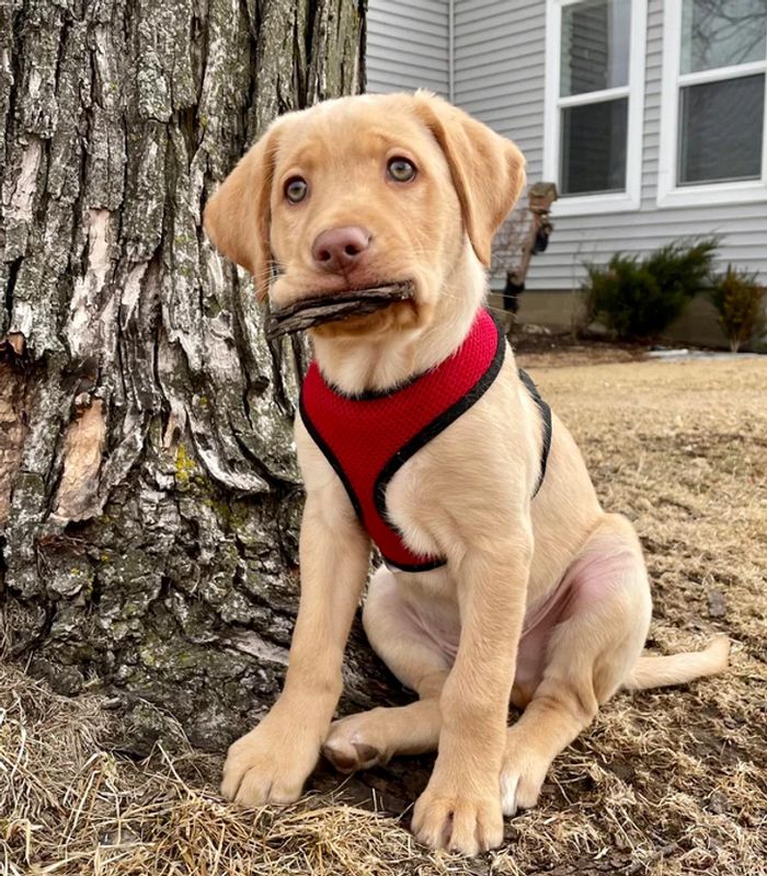 18 fotos que provam que os animais podem nunca crescer 4