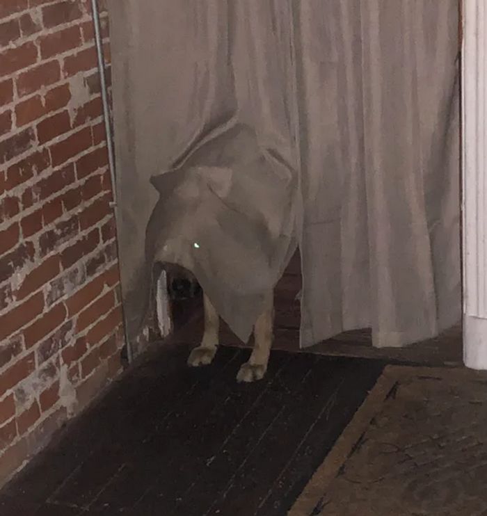 18 fotos que provam que os animais podem nunca crescer 6