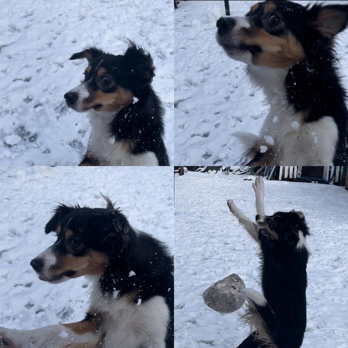 18 fotos que provam que os animais podem nunca crescer 8