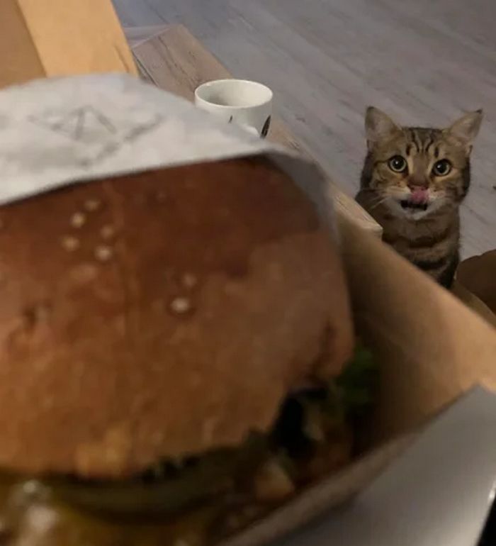 18 fotos que provam que os animais podem nunca crescer 9