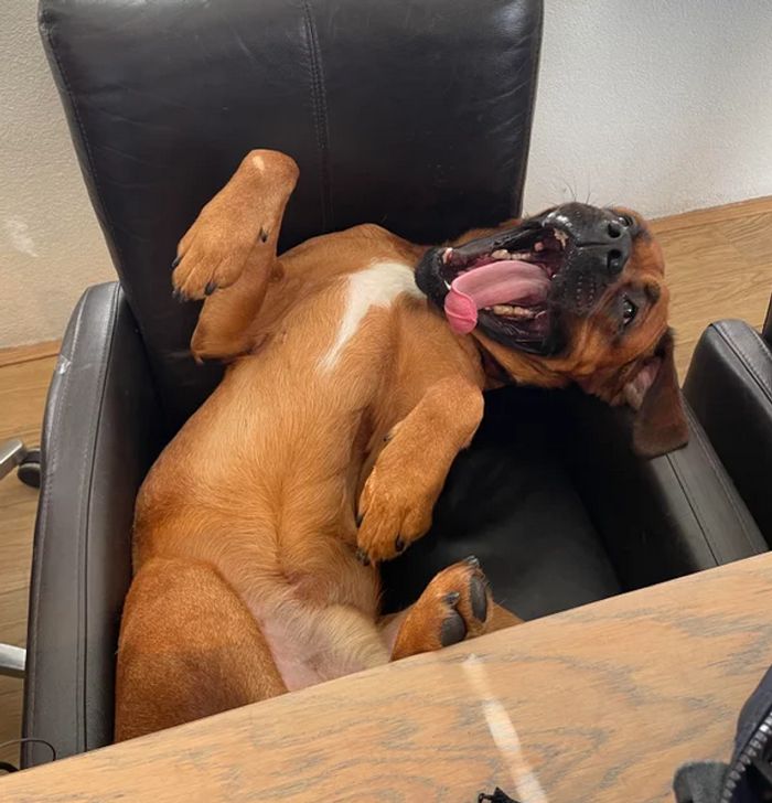 18 fotos que provam que os animais podem nunca crescer 11