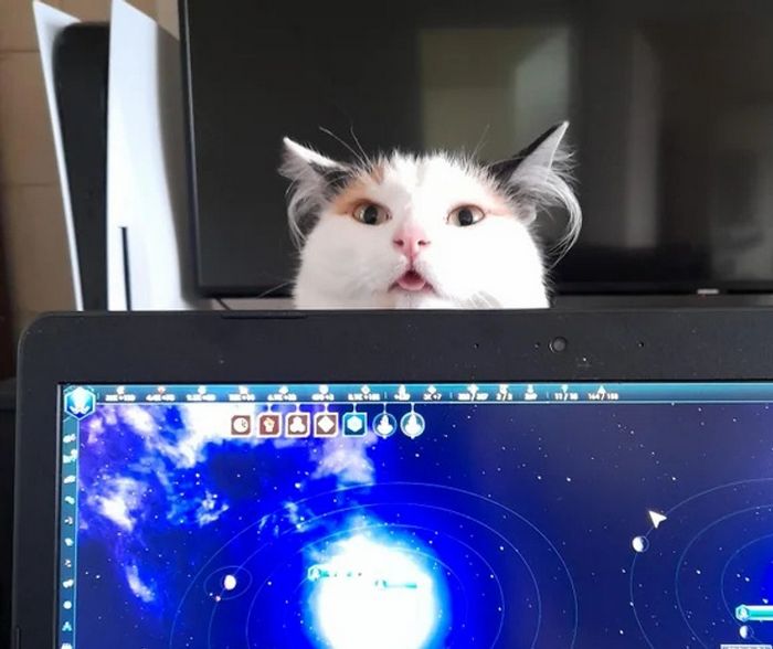 18 fotos que provam que os animais podem nunca crescer 12