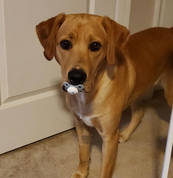 18 fotos que provam que os animais podem nunca crescer 13