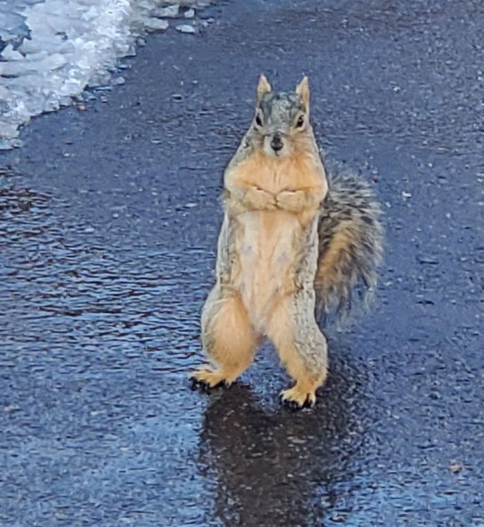 18 fotos que provam que os animais podem nunca crescer 14