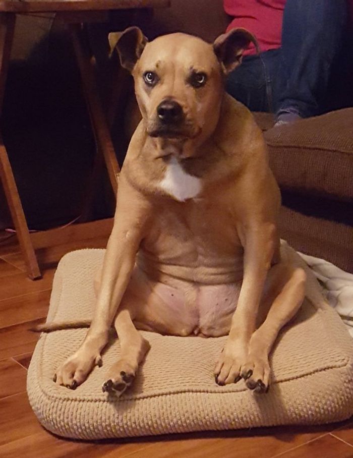 18 fotos que provam que os animais podem nunca crescer 15