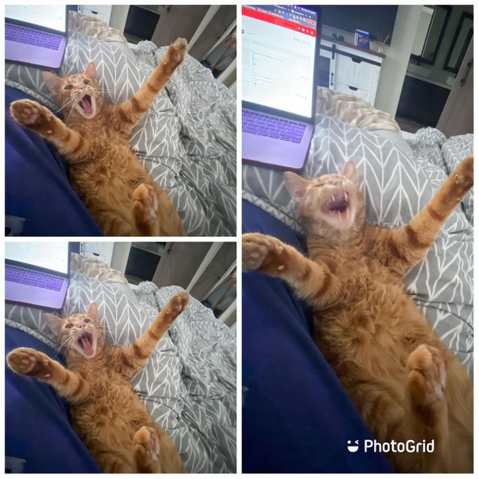 18 fotos que provam que os animais podem nunca crescer 16