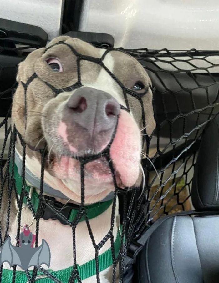 18 fotos que provam que os animais podem nunca crescer 17