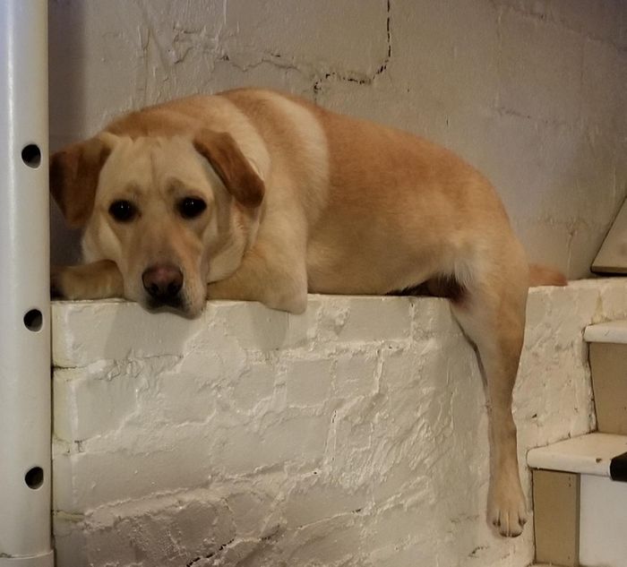 18 fotos que provam que os animais podem nunca crescer 18