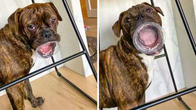 18 fotos que provam que os animais podem nunca crescer 51