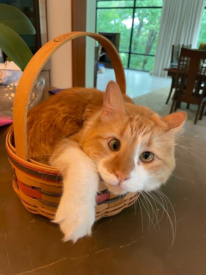 44 gatos tão fofos que as pessoas tiveram que parar e tirar uma foto 1