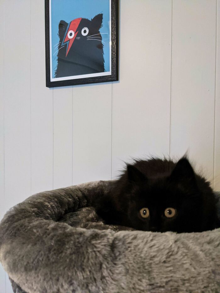 44 gatos tão fofos que as pessoas tiveram que parar e tirar uma foto 9