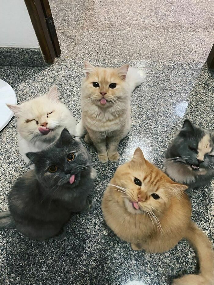 44 gatos tão fofos que as pessoas tiveram que parar e tirar uma foto 10