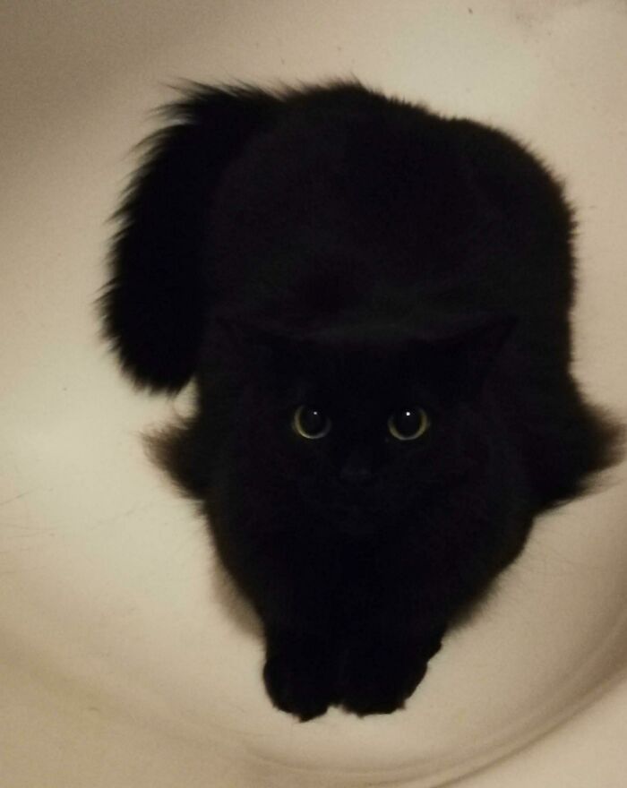 44 gatos tão fofos que as pessoas tiveram que parar e tirar uma foto 11