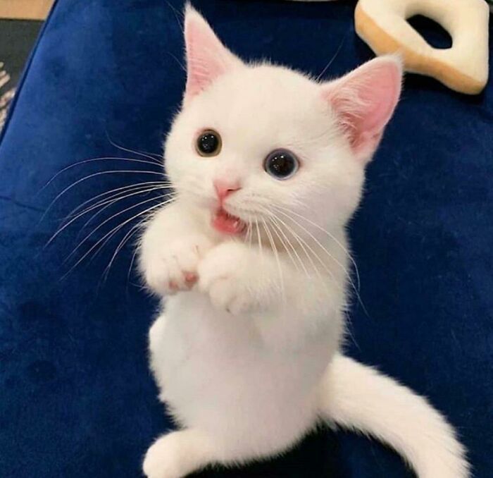 44 gatos tão fofos que as pessoas tiveram que parar e tirar uma foto 17