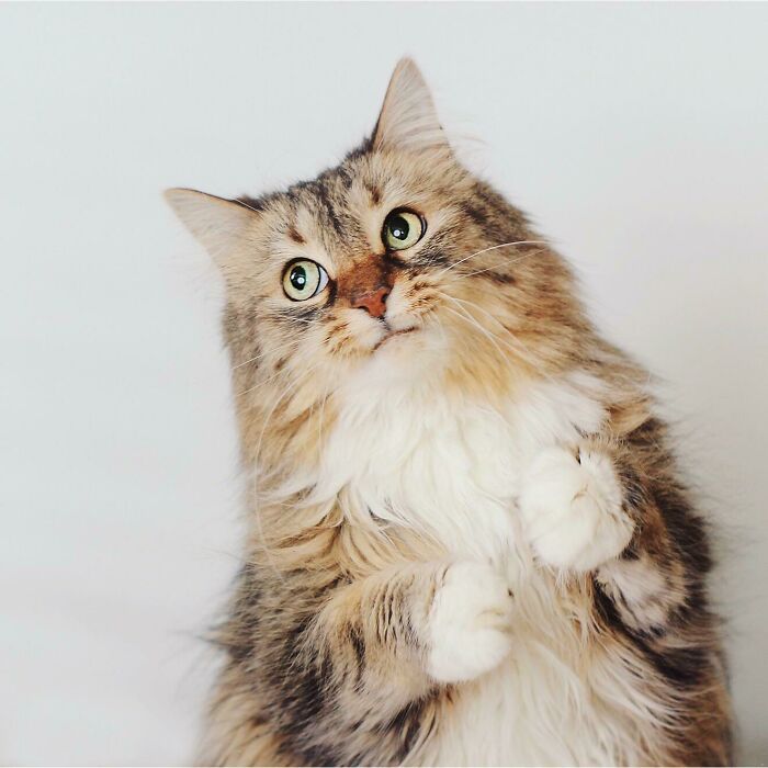 44 gatos tão fofos que as pessoas tiveram que parar e tirar uma foto 21